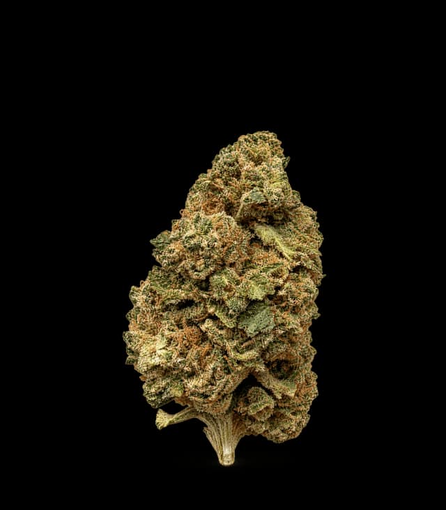 Harlequin CBD
