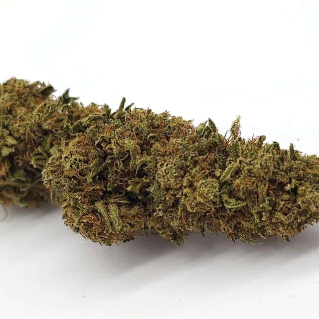 TNT GELATO