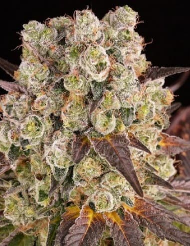 TNT LEMON PURPLE – Fleurs Molécule | Mr.Green
