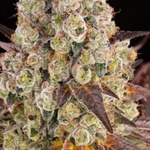 TNT LEMON PURPLE
